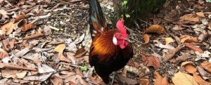 Cock 670x270